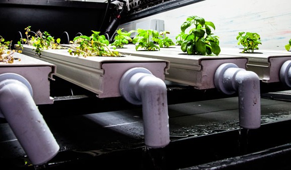 GROW BRISTOL IS HERE! GROW BRISTOL IS HERE!