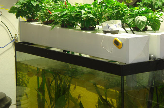 urban growing systems aquaponics
