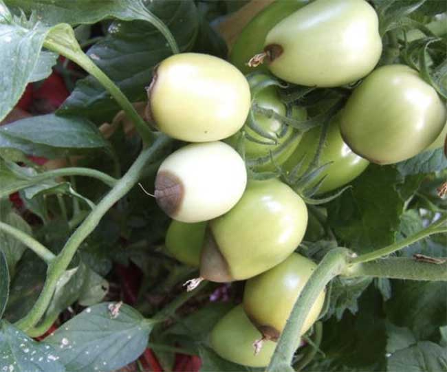 Blossom End Rot – Why Are My Tomatoes Rotting on the Vine?